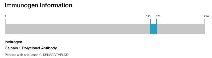 Calpain 1 Polyclonal Antibody