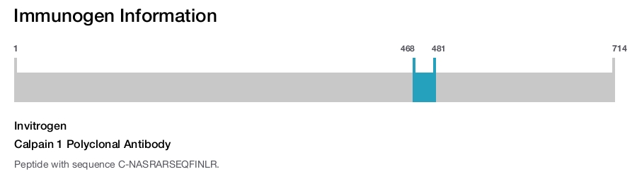 Calpain 1 Polyclonal Antibody