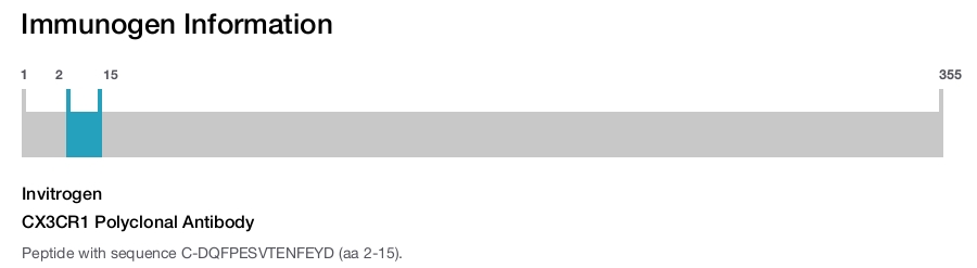 CX3CR1 Polyclonal Antibody