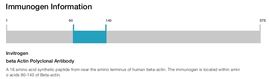 beta Actin Polyclonal Antibody