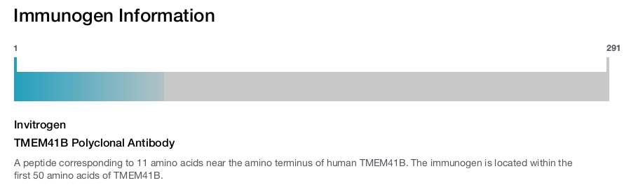TMEM41B Polyclonal Antibody
