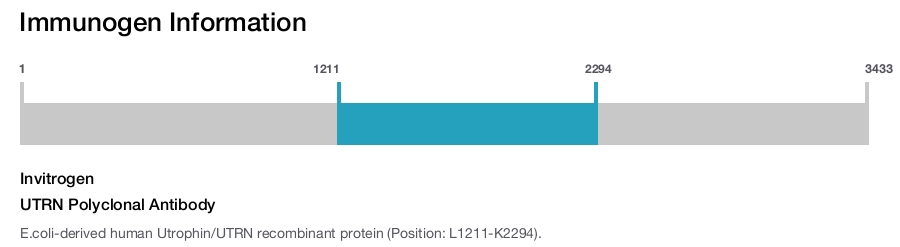 UTRN Polyclonal Antibody