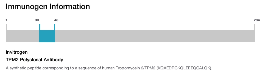 TPM2 Polyclonal Antibody