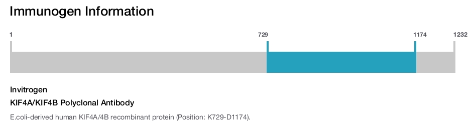 KIF4A/KIF4B Polyclonal Antibody