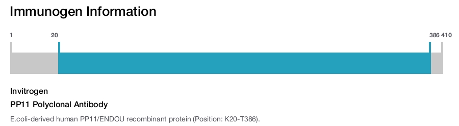 PP11 Polyclonal Antibody