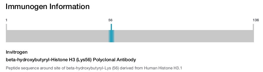 beta-hydroxybutyryl-Histone H3 (Lys56) Polyclonal Antibody