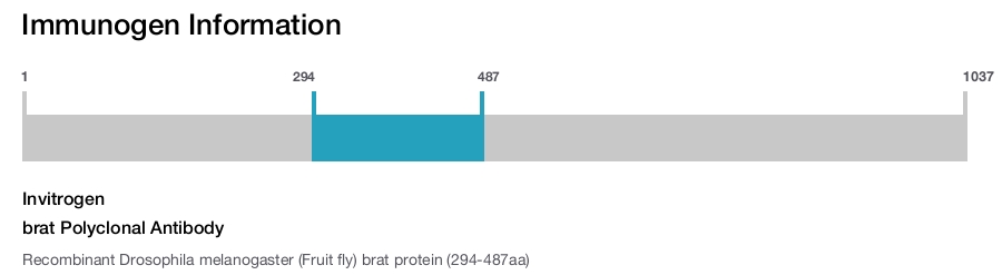 brat Polyclonal Antibody