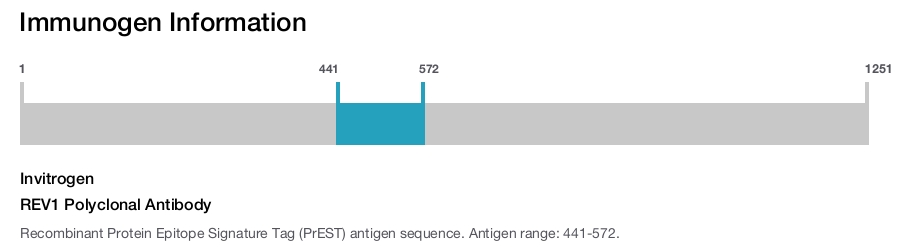 REV1 Polyclonal Antibody