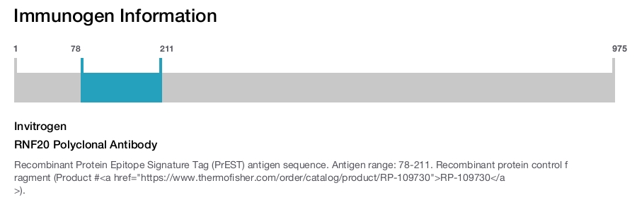 RNF20 Polyclonal Antibody