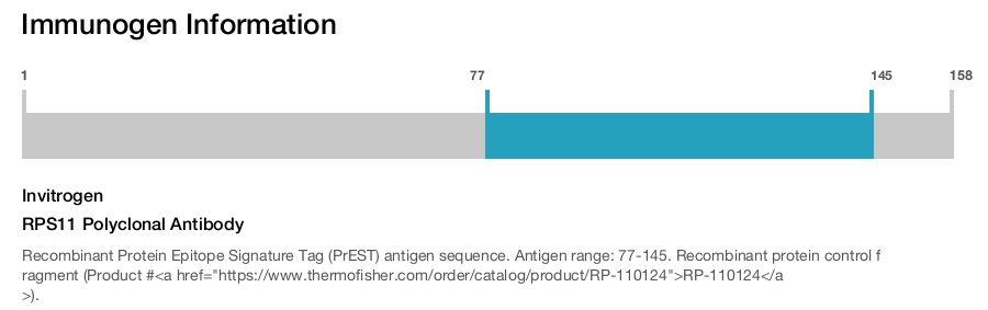 RPS11 Polyclonal Antibody