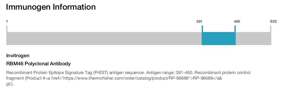 RBM46 Polyclonal Antibody