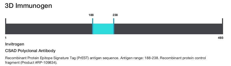 CSAD Polyclonal Antibody