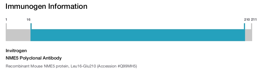 NME5 Polyclonal Antibody