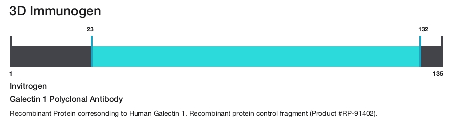 Galectin 1 Polyclonal Antibody