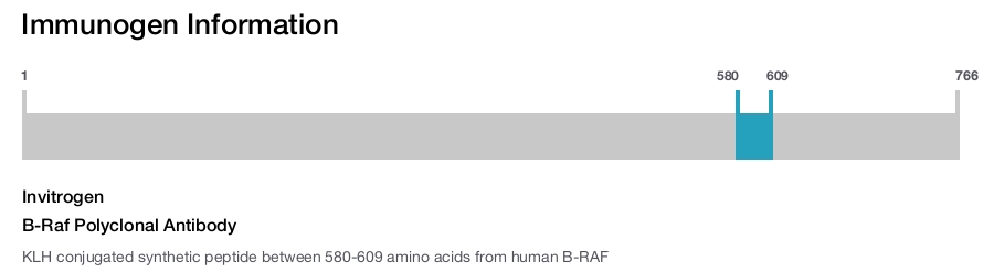 B-Raf Polyclonal Antibody