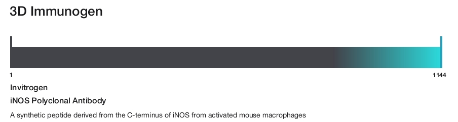 iNOS Polyclonal Antibody