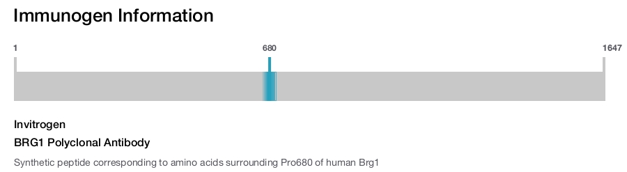 BRG1 Polyclonal Antibody