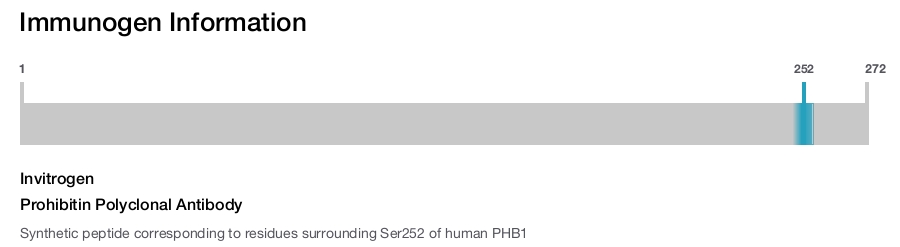 Prohibitin Polyclonal Antibody