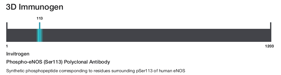 Phospho-eNOS (Ser113) Polyclonal Antibody