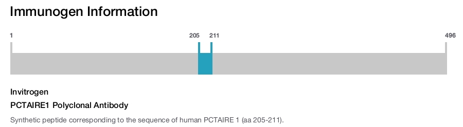PCTAIRE1 Polyclonal Antibody