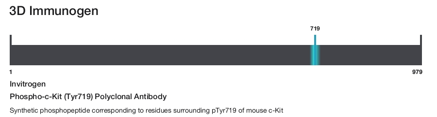 Phospho-c-Kit (Tyr719) Polyclonal Antibody