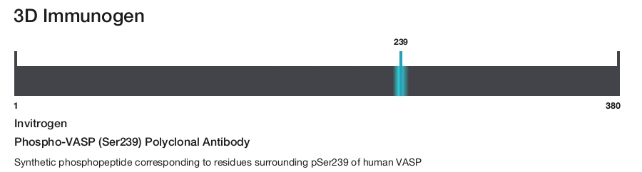 Phospho-VASP (Ser239) Polyclonal Antibody