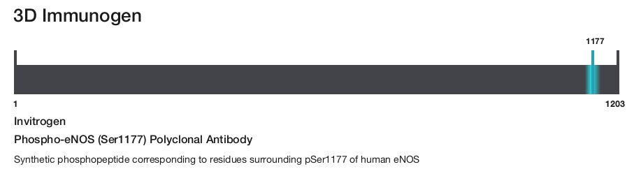 Phospho-eNOS (Ser1177) Polyclonal Antibody