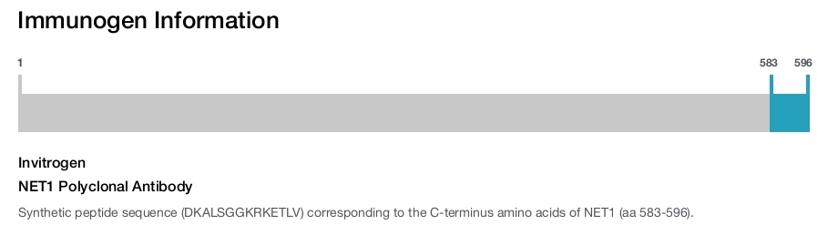 NET1 Polyclonal Antibody