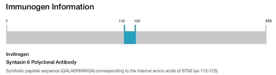 Syntaxin 6 Polyclonal Antibody