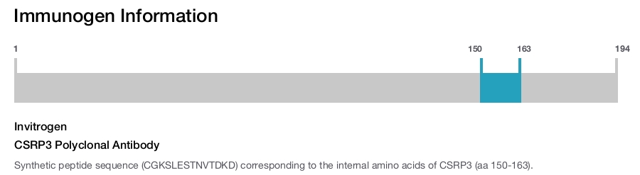 CSRP3 Polyclonal Antibody