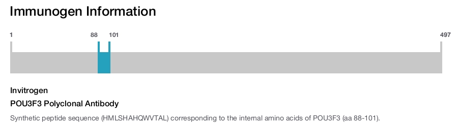 POU3F3 Polyclonal Antibody