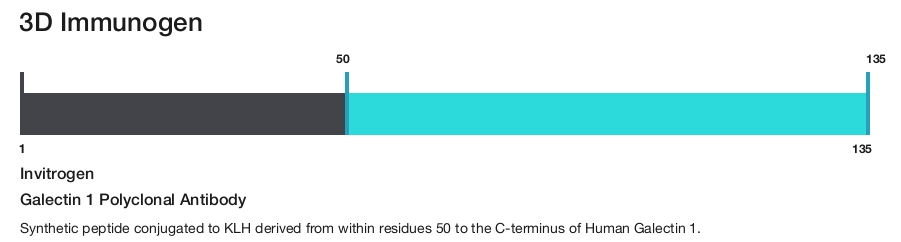 Galectin 1 Polyclonal Antibody