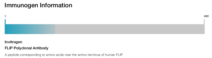 FLIP Polyclonal Antibody