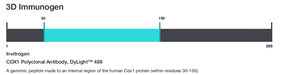 CDX1 Polyclonal Antibody, DyLight&trade; 488