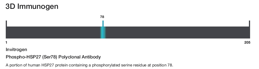 Phospho-HSP27 (Ser78) Polyclonal Antibody