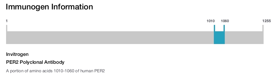 PER2 Polyclonal Antibody