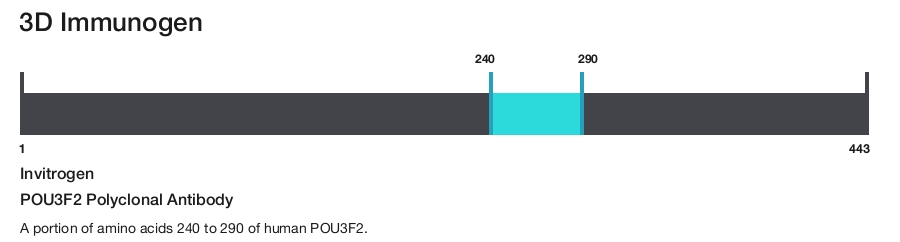 POU3F2 Polyclonal Antibody