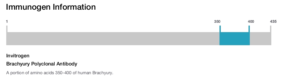 Brachyury Polyclonal Antibody
