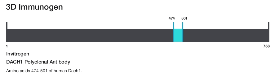 DACH1 Polyclonal Antibody