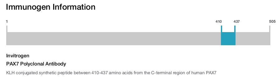 PAX7 Polyclonal Antibody