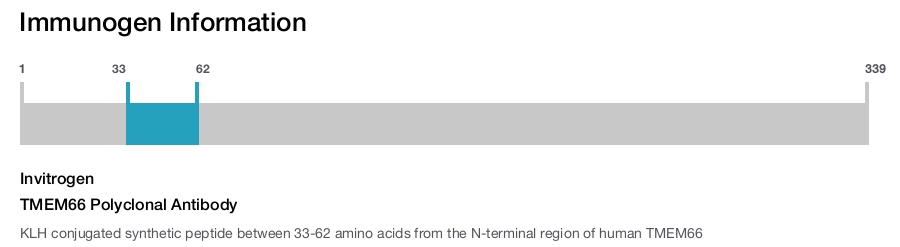 TMEM66 Polyclonal Antibody
