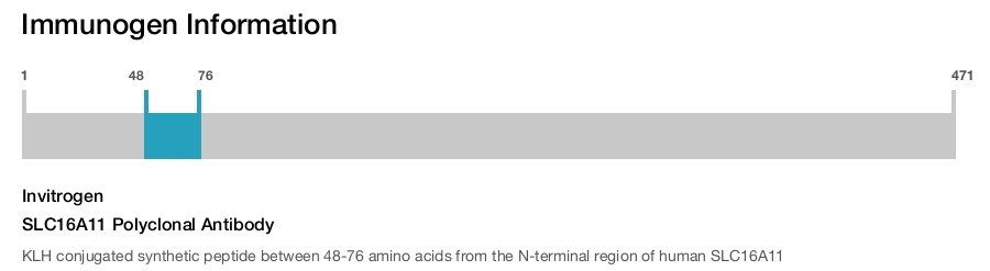 SLC16A11 Polyclonal Antibody
