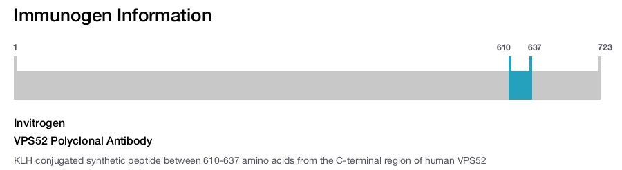 VPS52 Polyclonal Antibody