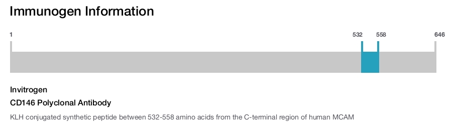 CD146 Polyclonal Antibody