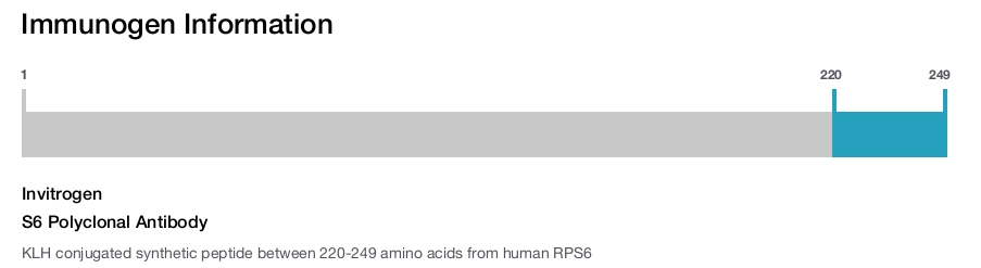 S6 Polyclonal Antibody