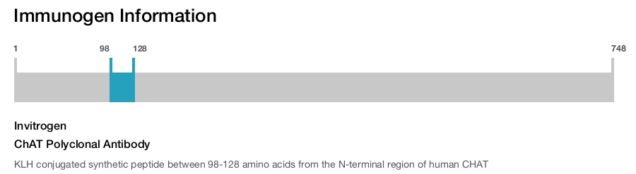 ChAT Polyclonal Antibody
