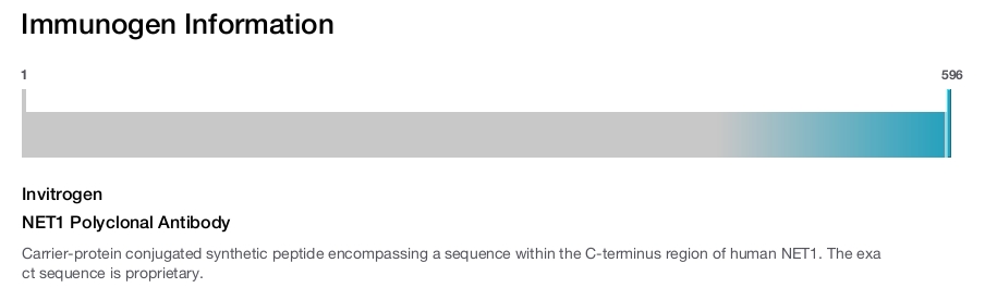 NET1 Polyclonal Antibody