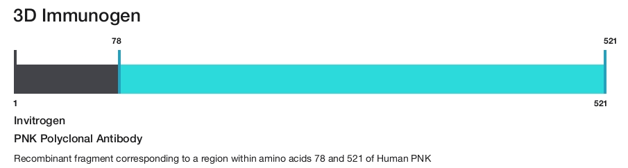 PNK Polyclonal Antibody