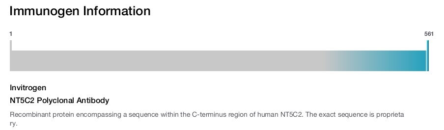 NT5C2 Polyclonal Antibody