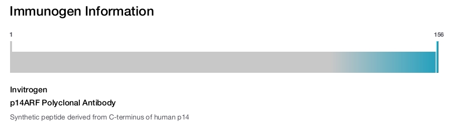 p14ARF Polyclonal Antibody